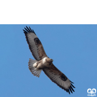 گونه سارگپه کوهی Upland Buzzard